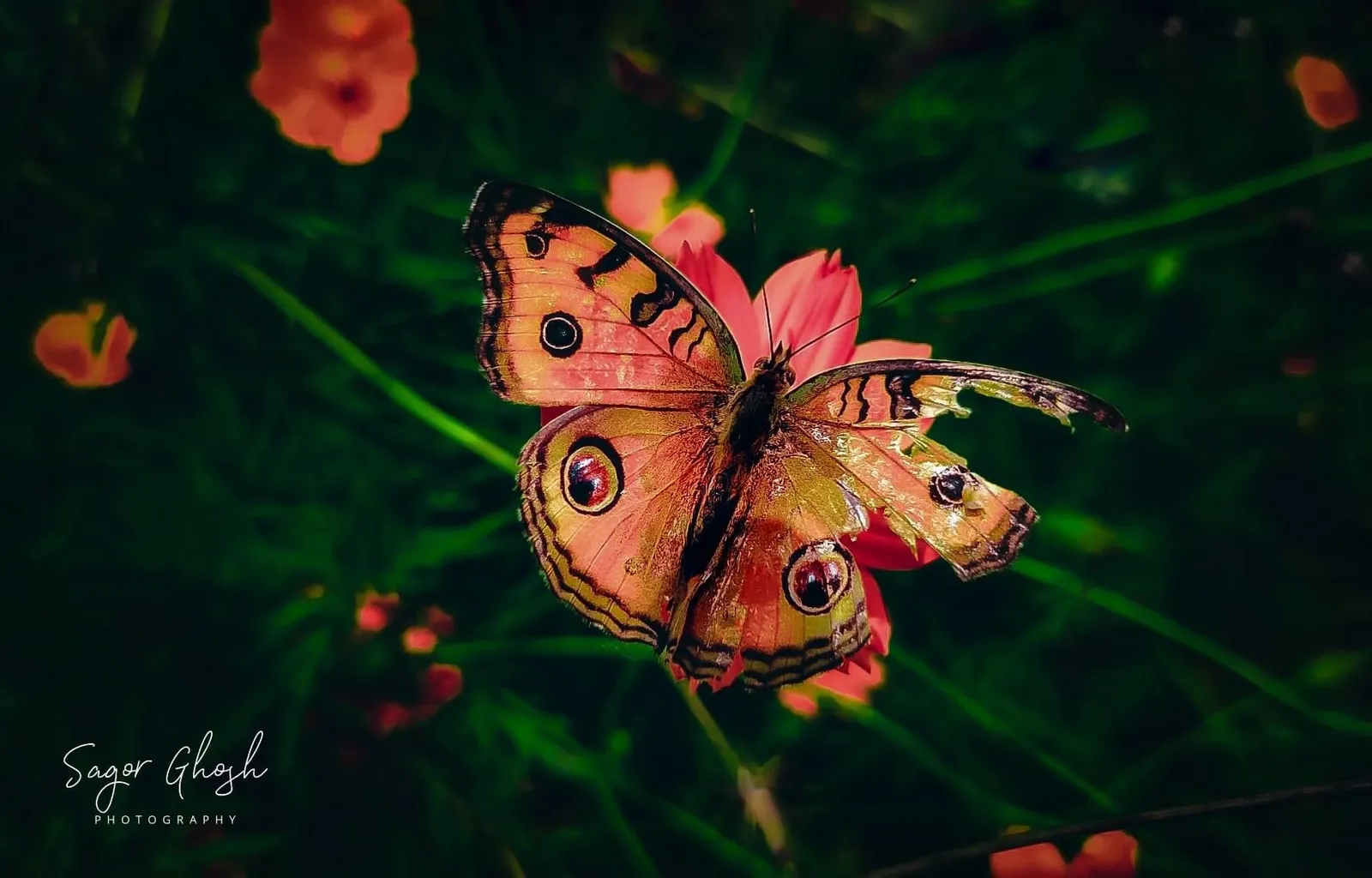 Tattered: Its wings have been through a lot. It still flies.