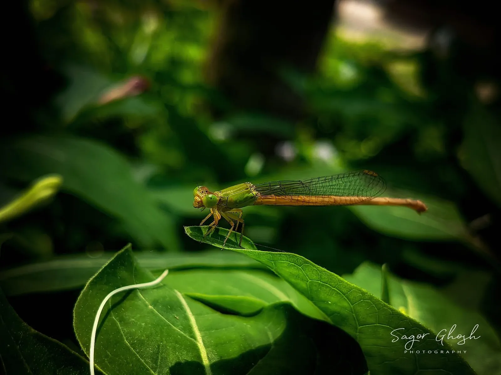 Damsel: A slender damselfly, almost the colour of the leaf.
