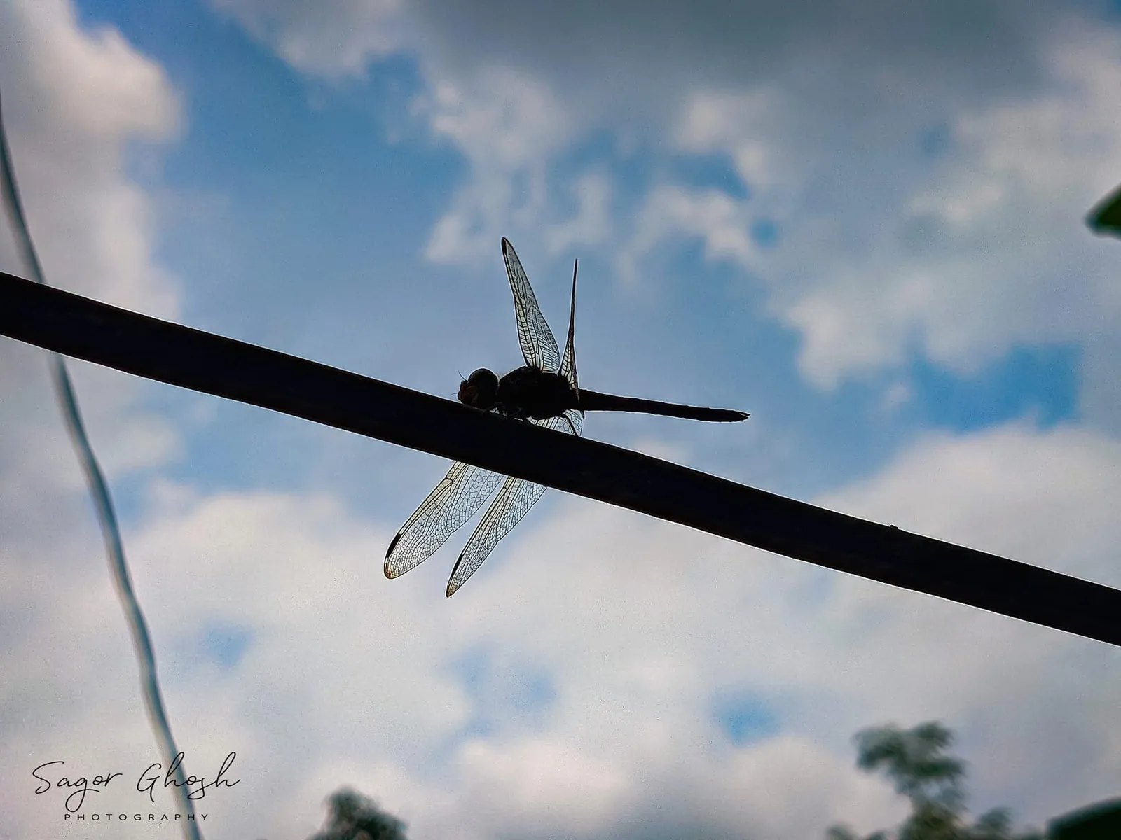 Open sky: A dragonfly on a wire, the whole blue sky behind it.