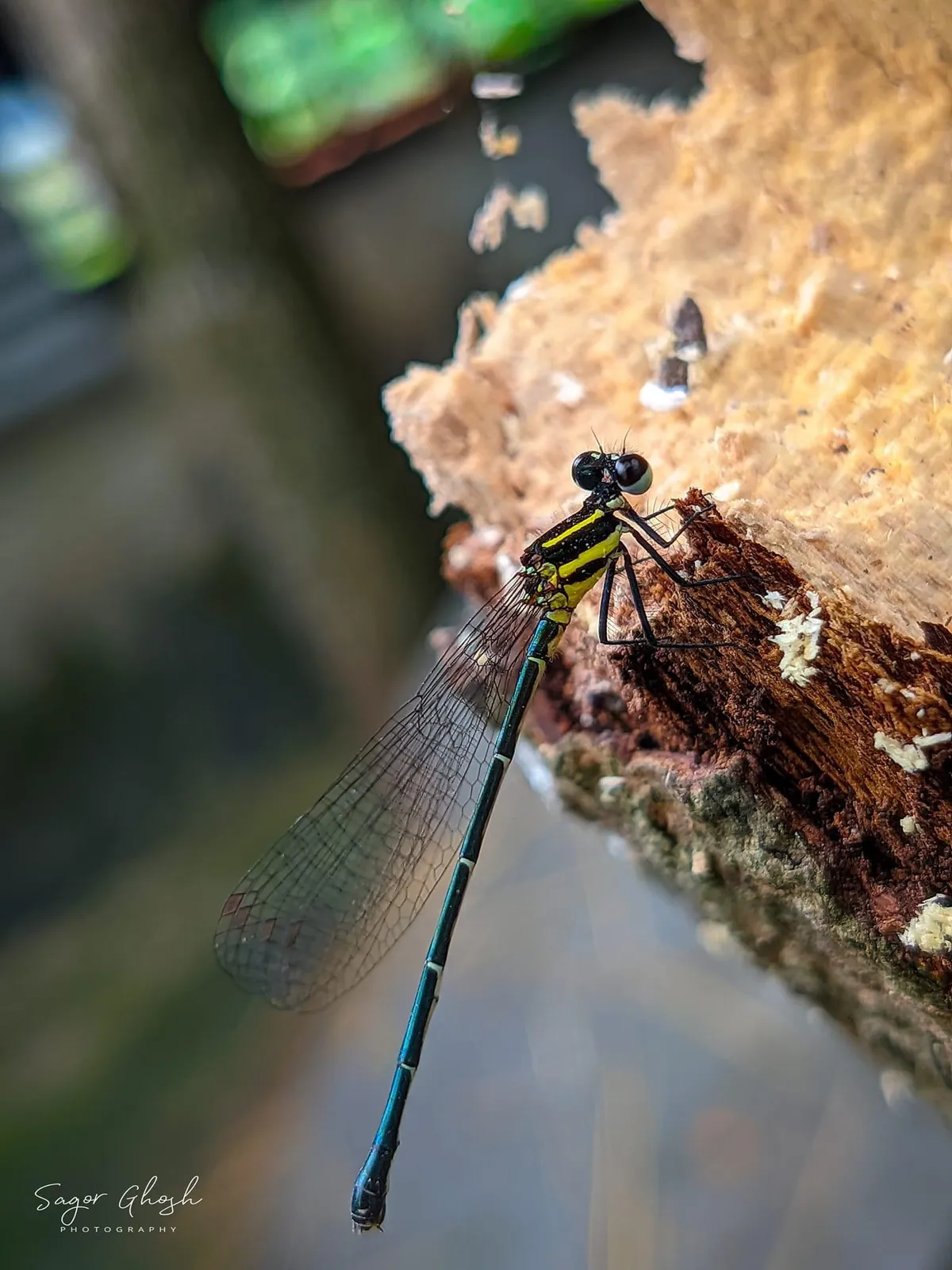 Landing: Striped body, glass wings, a perfect landing.
