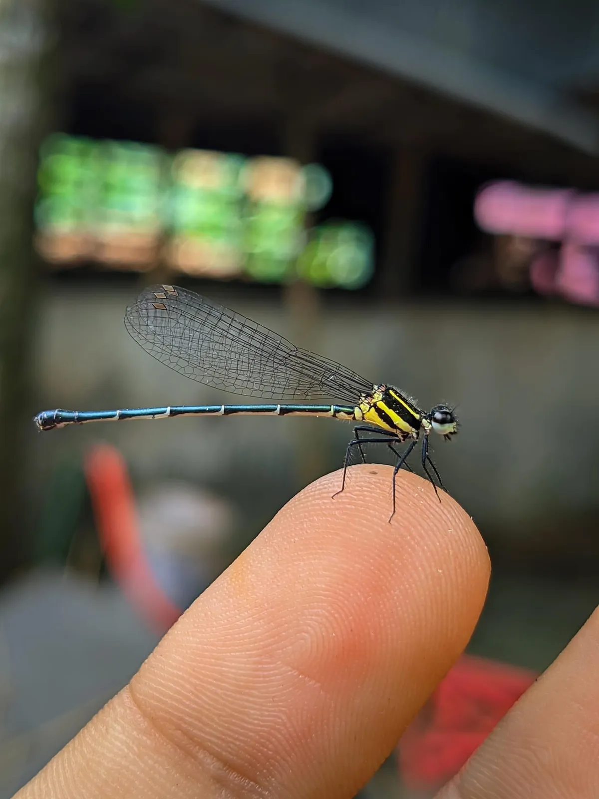 Trust: It landed on my finger and stayed for the photo.