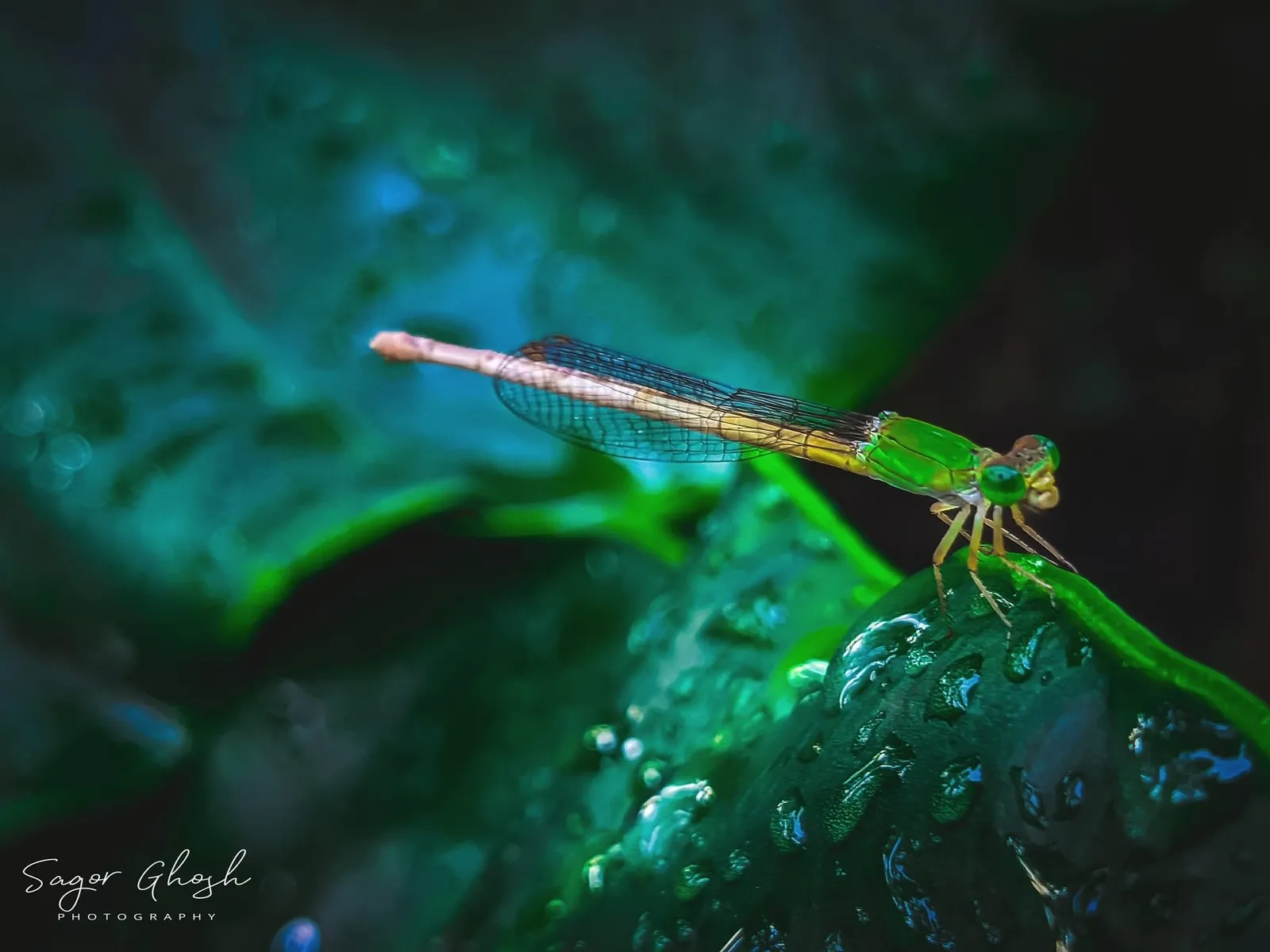 Emerald: A thin green line resting on a wet leaf.
