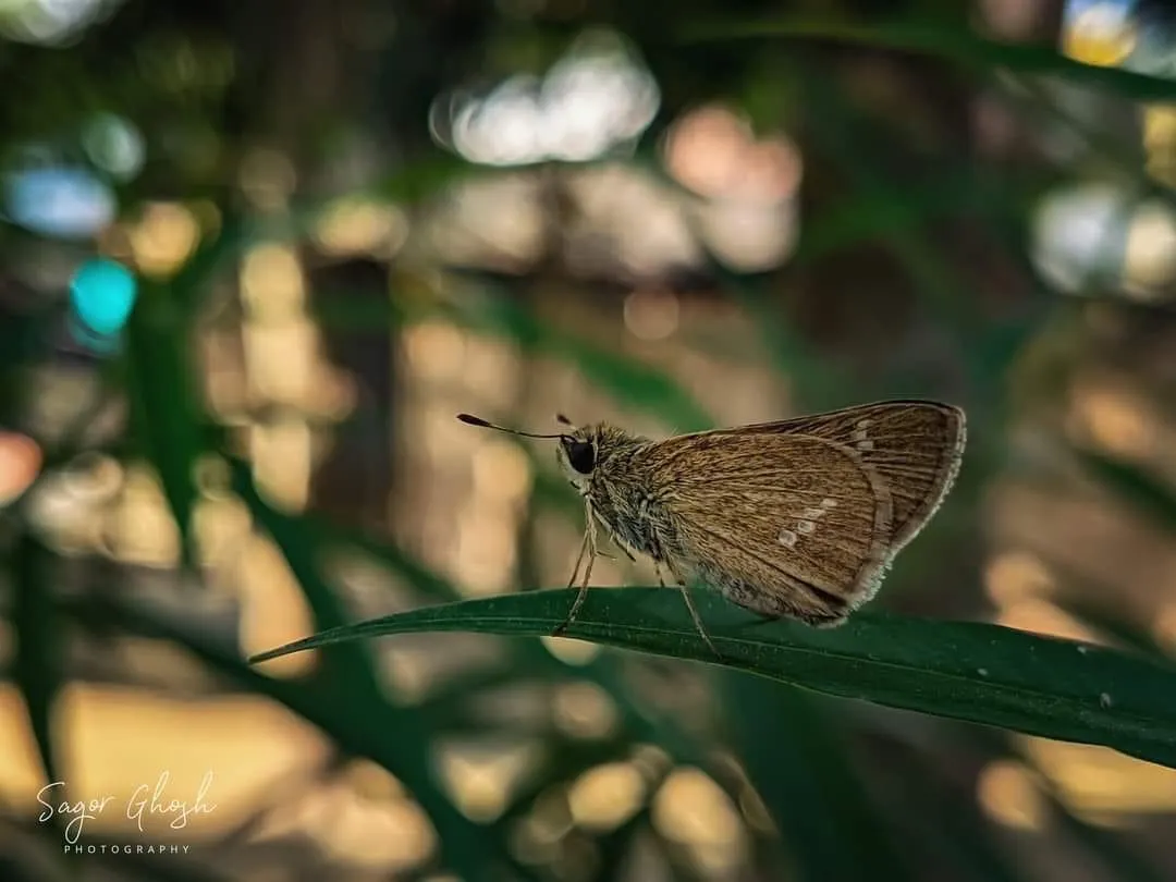 Skipper: A brown skipper, wings half open in the shade.
