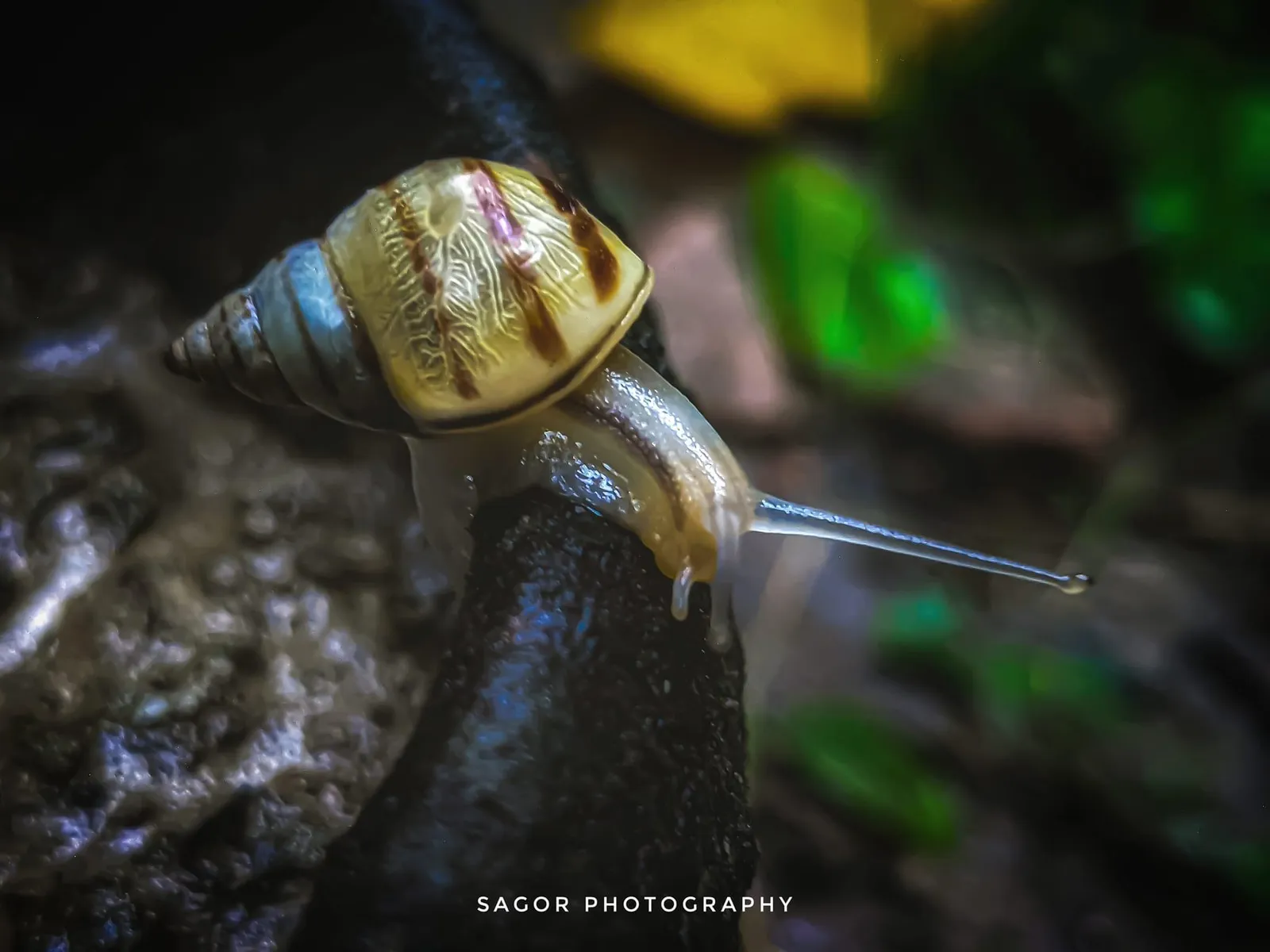 Shell: A snail stretches out, its shell striped like a sunset.