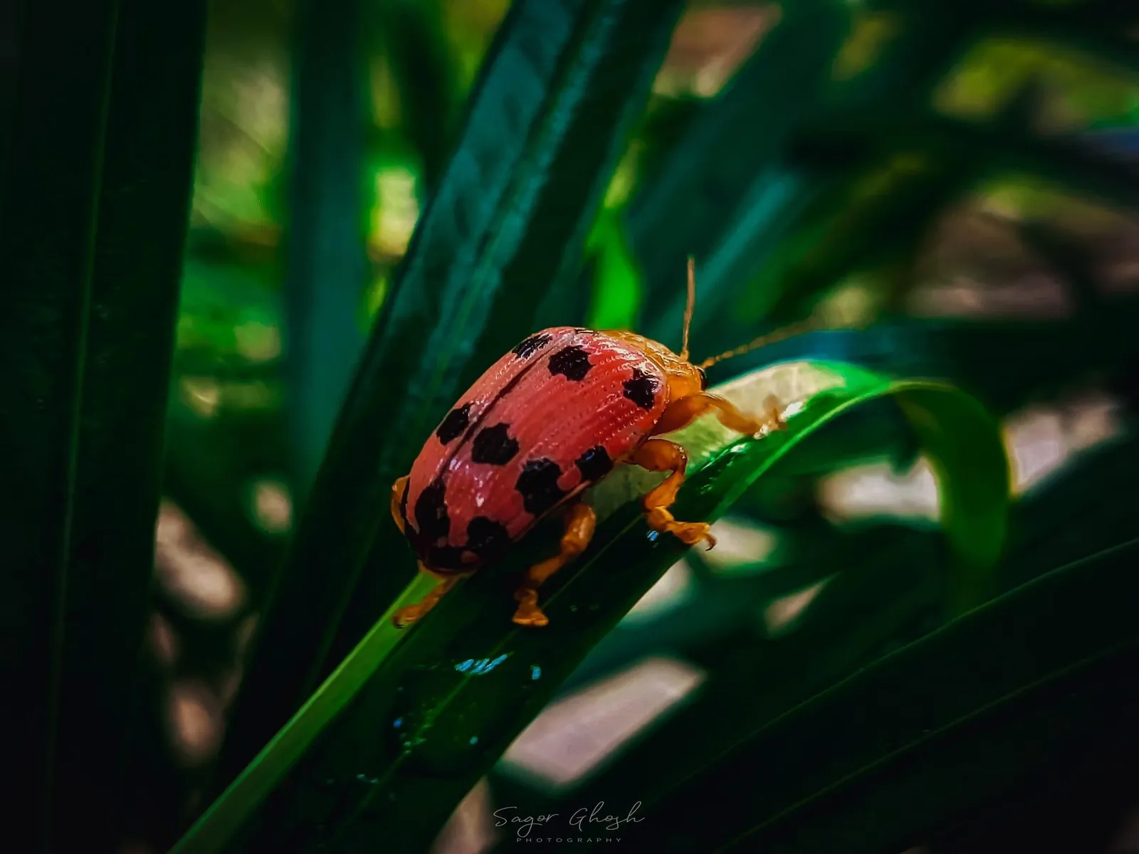Ladybird: Red and black, climbing a blade of grass.