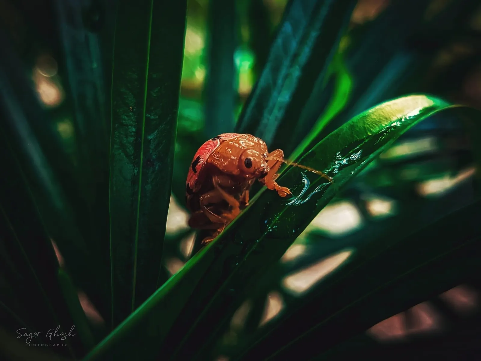 The climb: A tiny beetle making its way up, one step at a time.