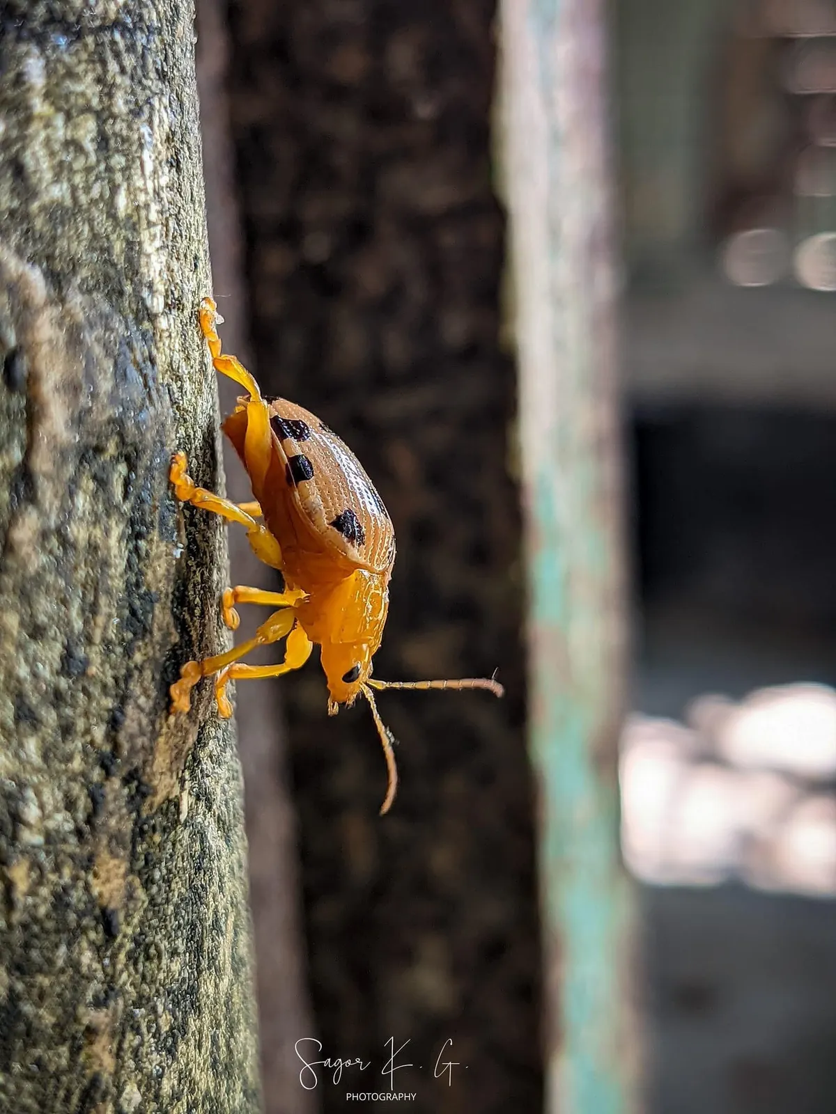 Bark: An orange bug against rough brown bark.
