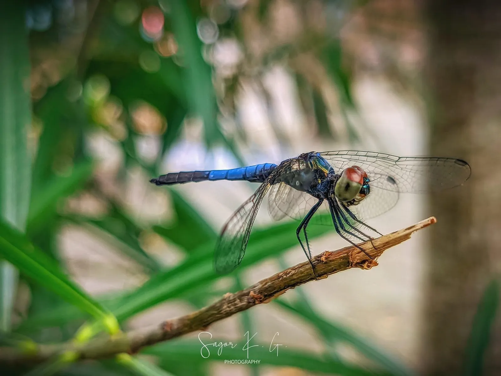 Blue: A blue dragonfly on a twig, wings spread flat.