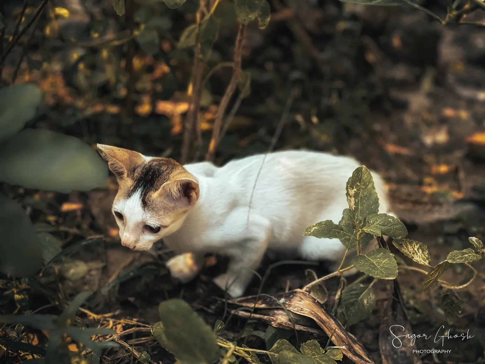 Stalking: Low in the grass, eyes on something we cannot see.