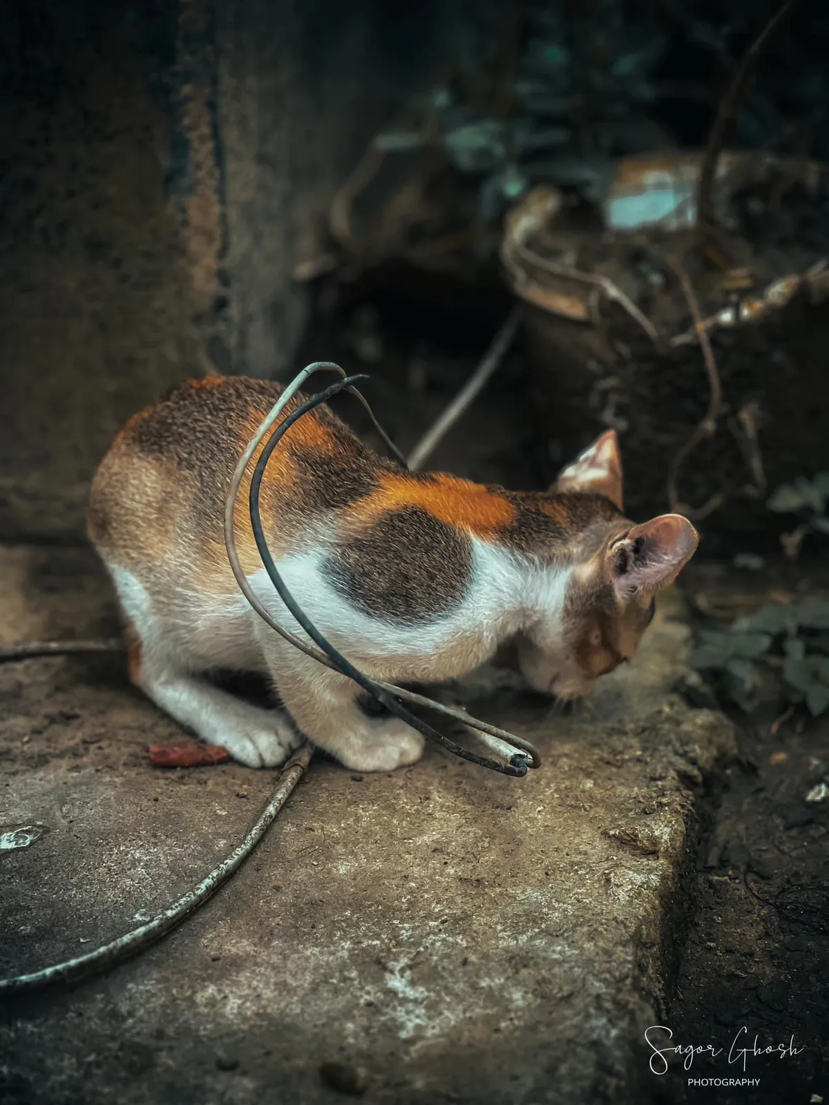 Stretch: A kitten scratches, then decides to keep going.