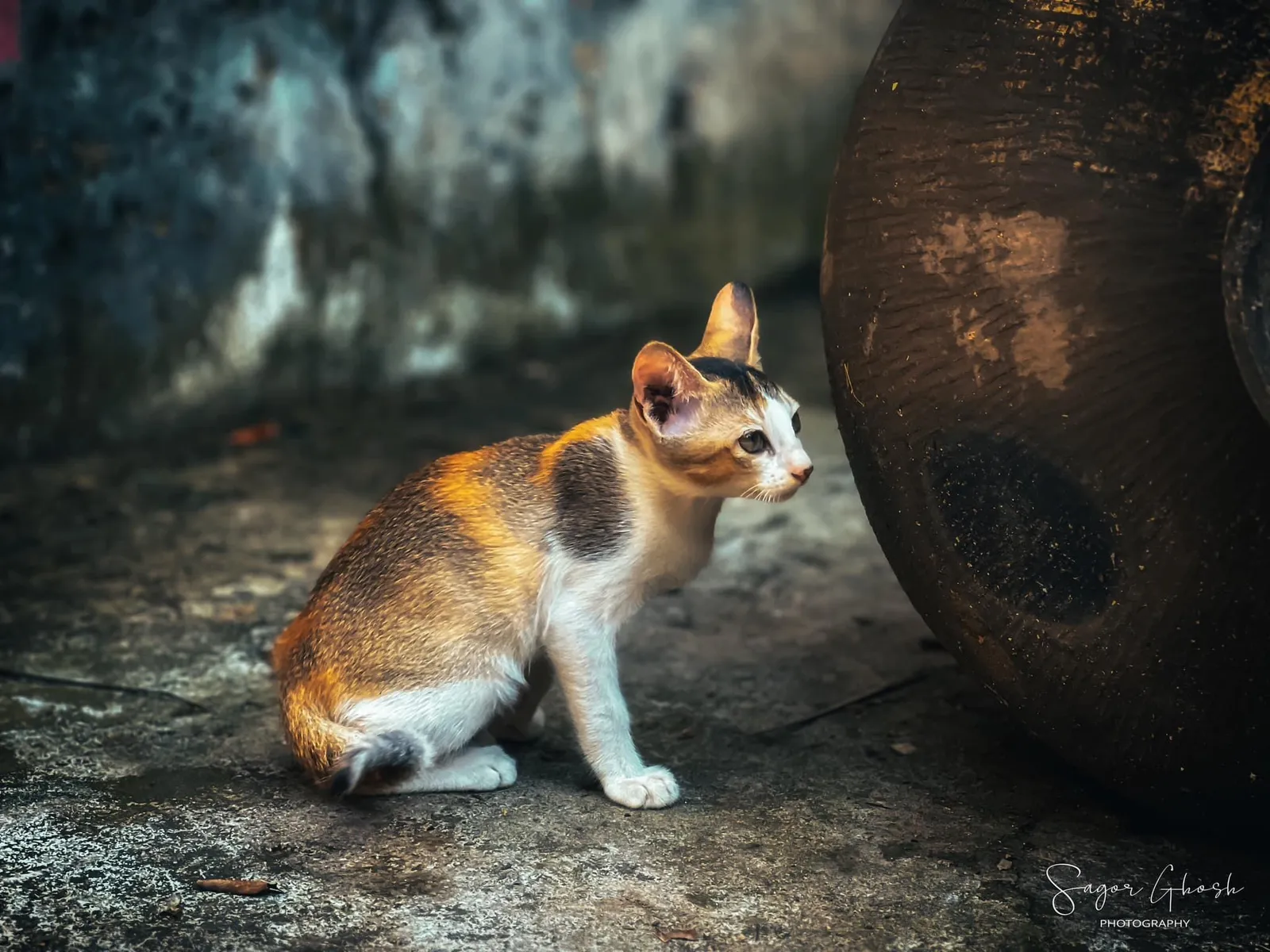 Alert: Ears forward, tail ready, one small cat on watch.