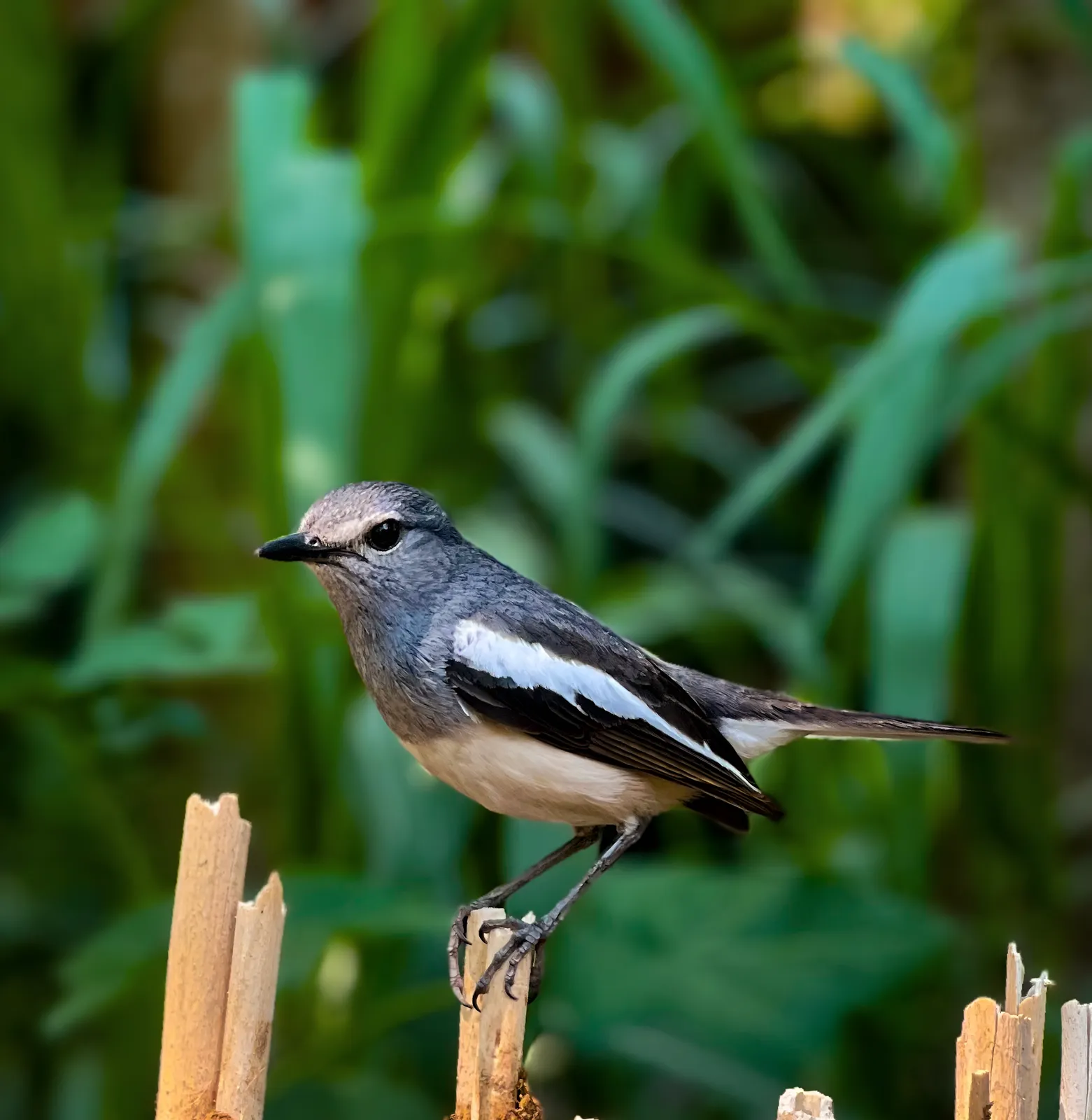 Songbird: A magpie robin on a fence post, mid-song.