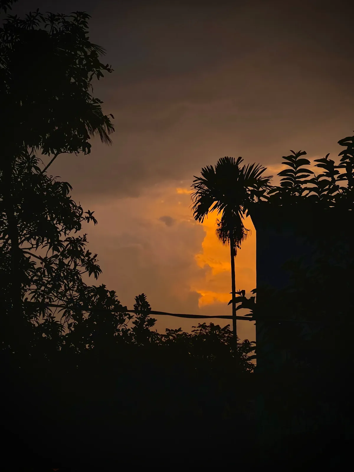 Silhouette: A palm tree against an orange evening.