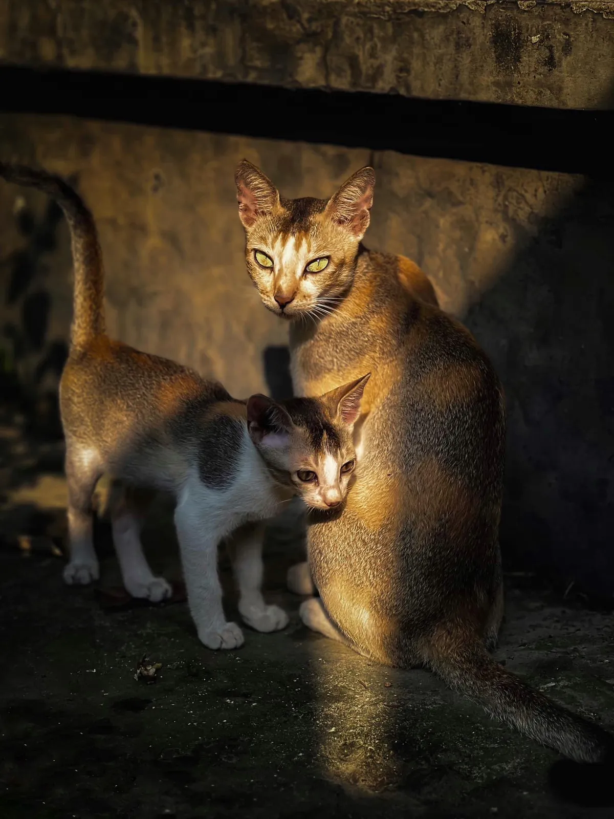Warm light: Two cats in a slice of late sun.