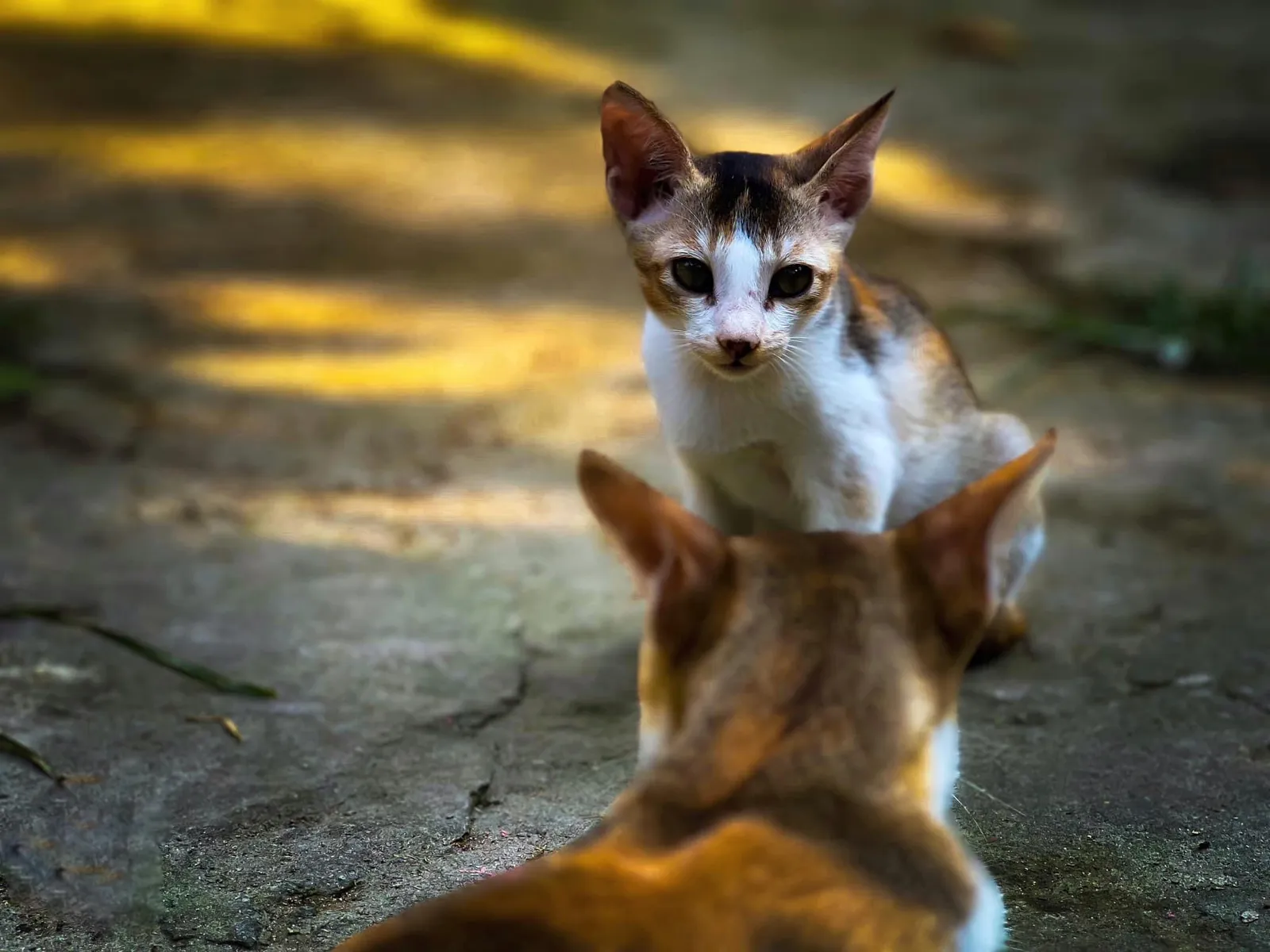 Little tower: One kitten sits up tall behind another. Nobody minds.