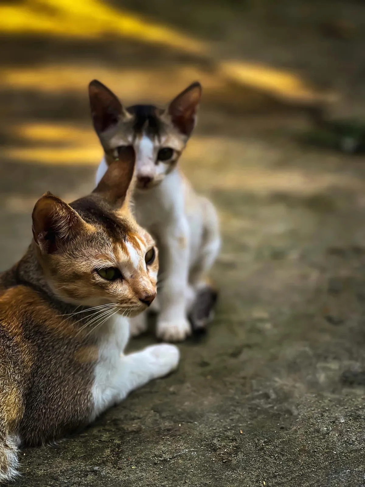 Brothers: Two kittens face to face in the afternoon light.