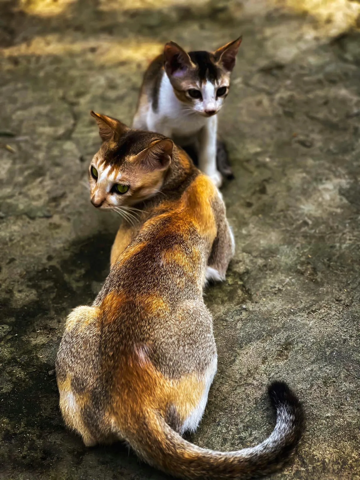 Look up: A kitten climbs while its mother keeps still.