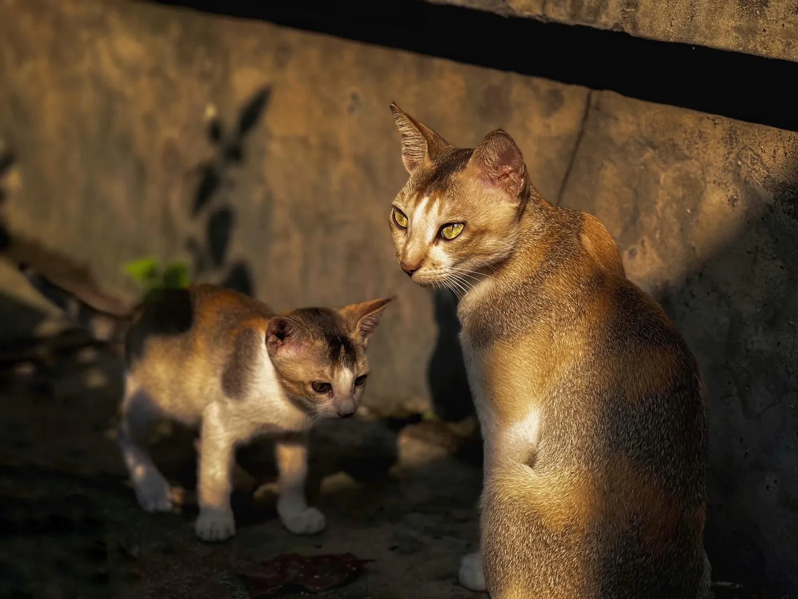 Home: A mother and her kitten in the doorway they call home.
